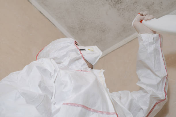 Biohazard Mold Removal in Westway, TX